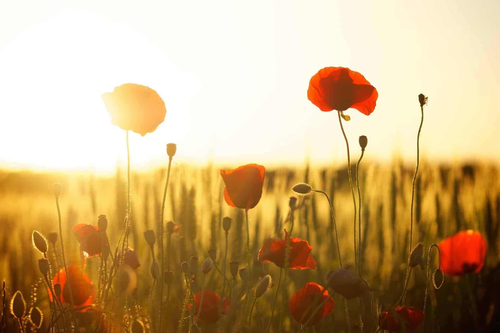 Wild red poppies backlit in a golden field at sunset.