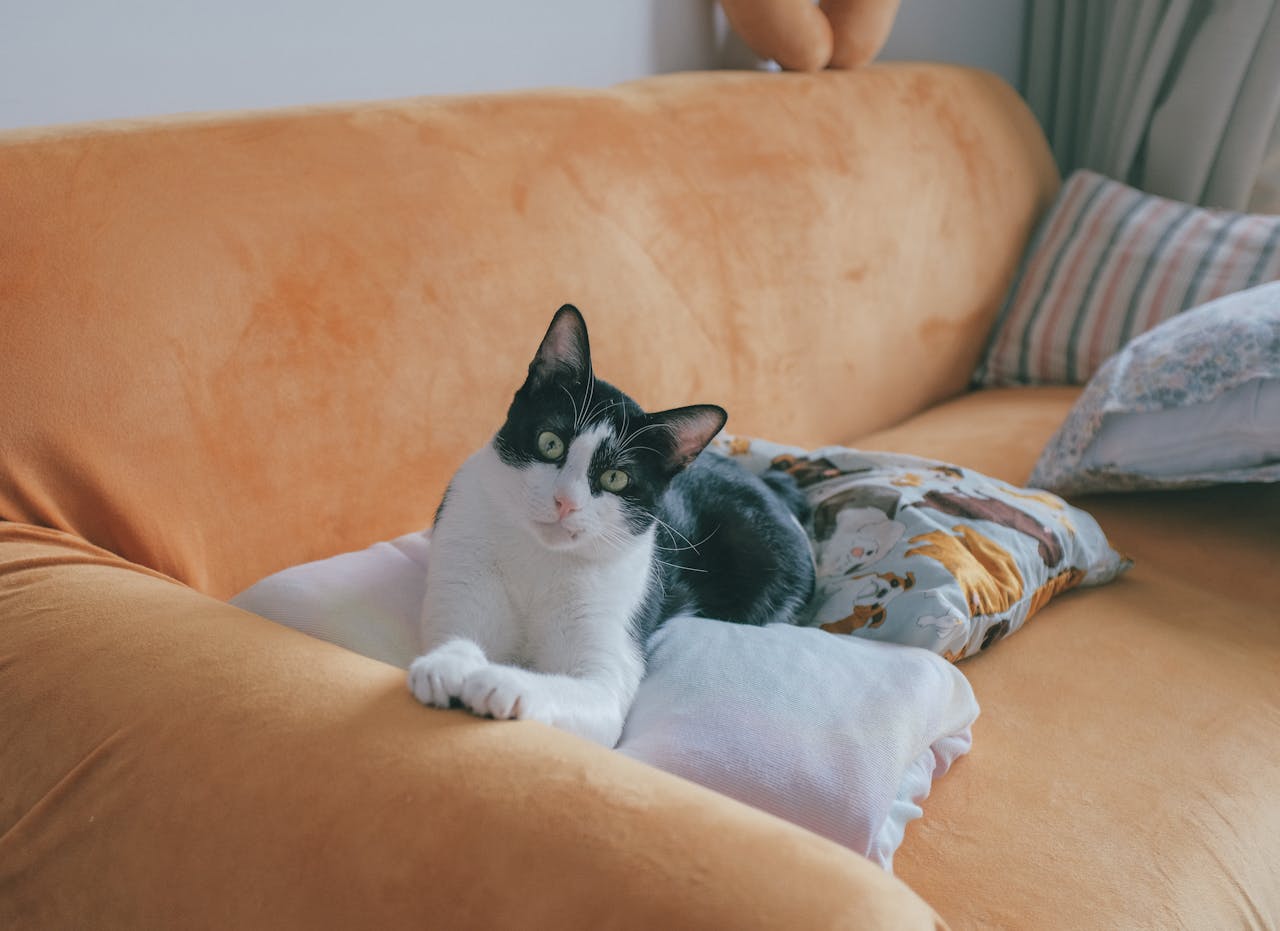 average pay for house sitters average pay for house sitters