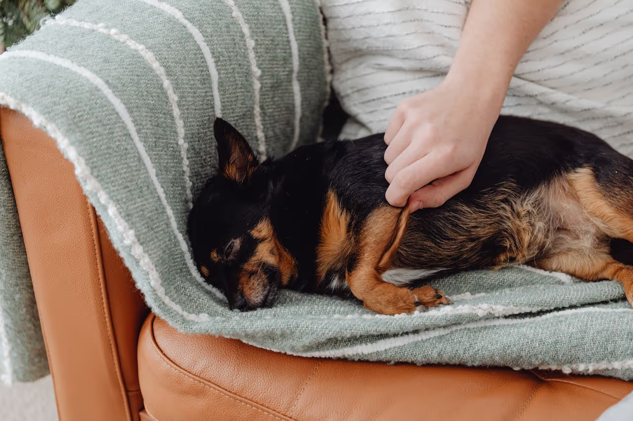 average pay for house sitters average pay for house sitters