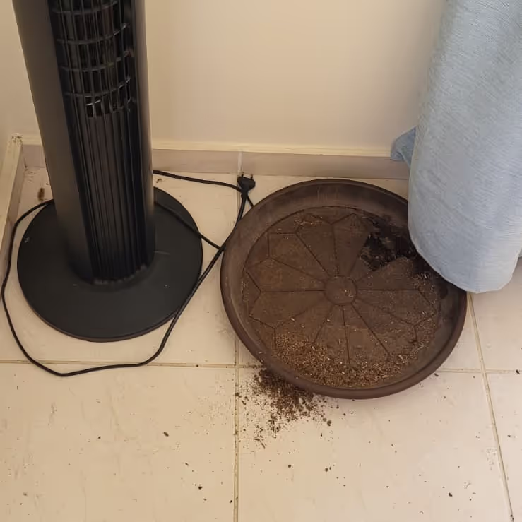 A mess at the Kefalonia house sit A mess at the Kefalonia house sit