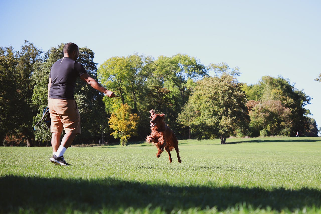 what are red flags in a pet sitter what are red flags in a pet sitter
