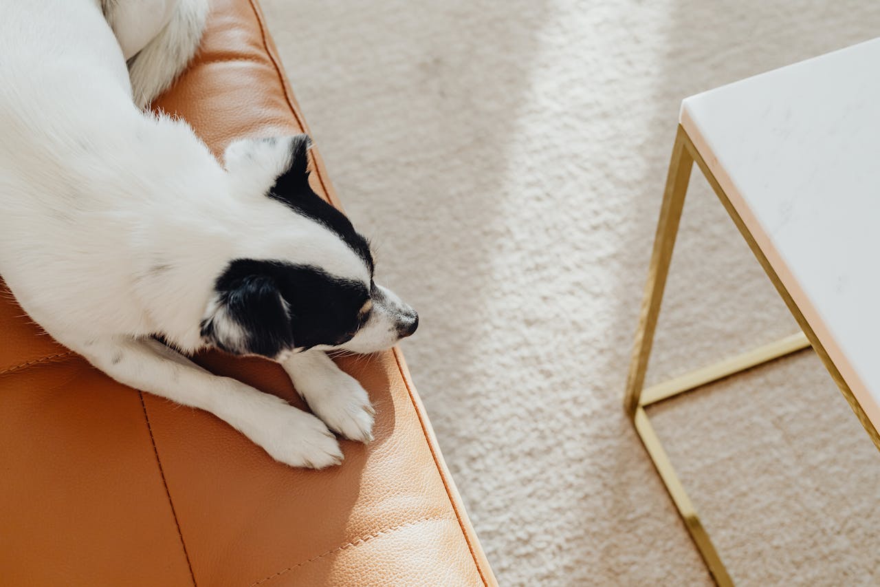 Taking Photos During the House Sit