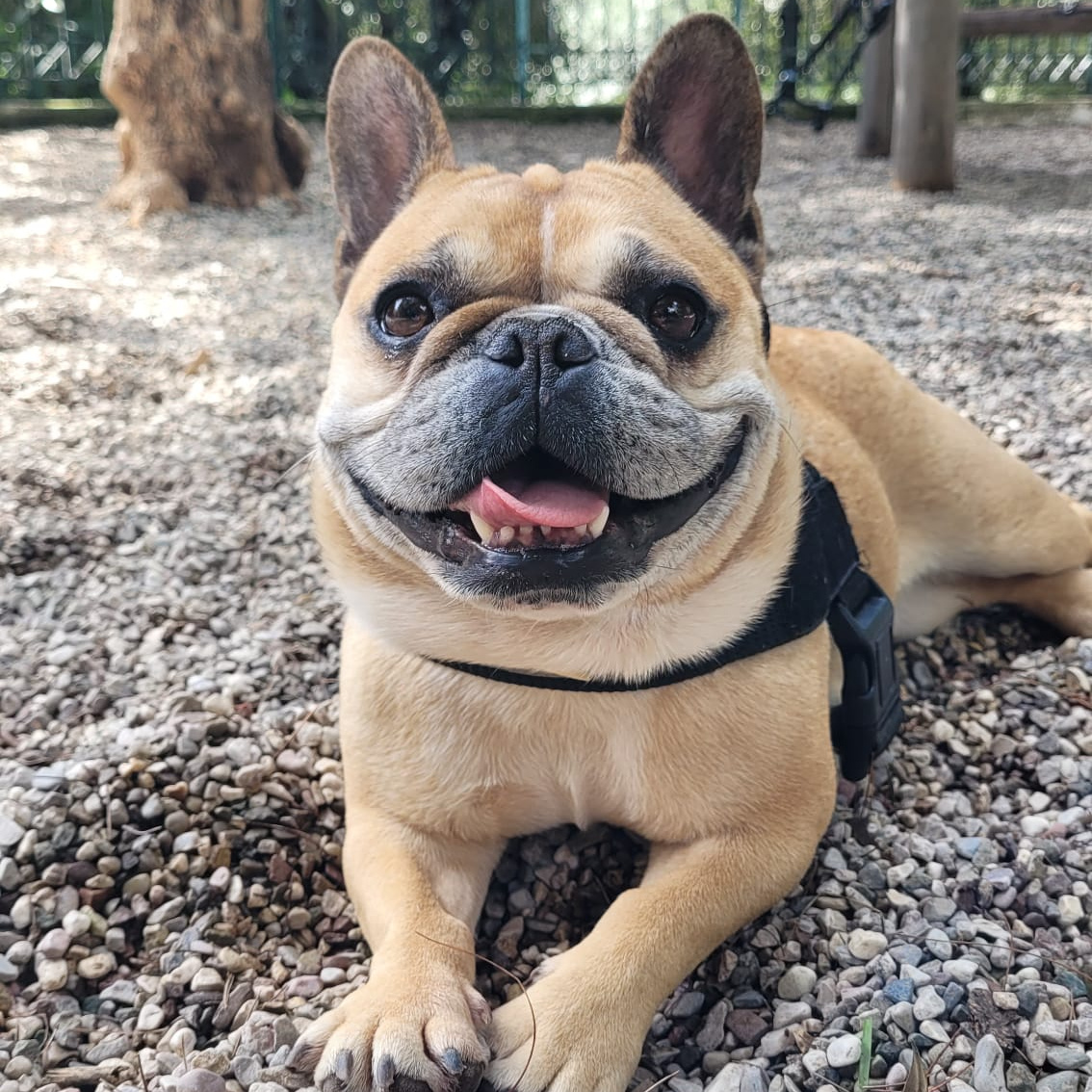 French Bulldog at the Athens House Sit French Bulldog at the Athens House Sit