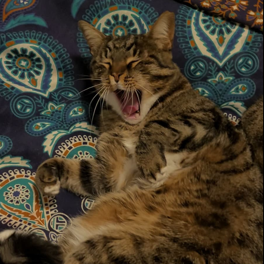 Cat Yawning in a blanket at our housesit in France Cat Yawning in a blanket at our housesit in France