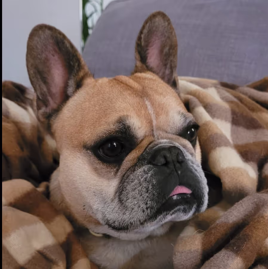 House sit in Athens, looking after a french bulldog House sit in Athens, looking after a french bulldog