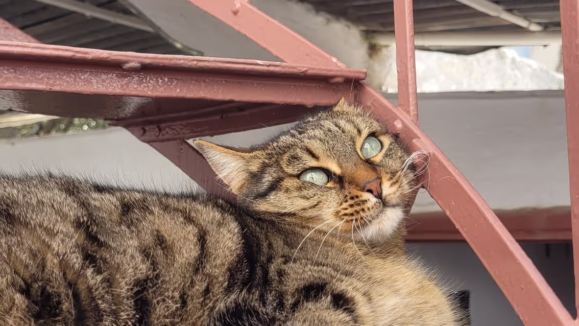 House sitting a cat in Athens House sitting a cat in Athens