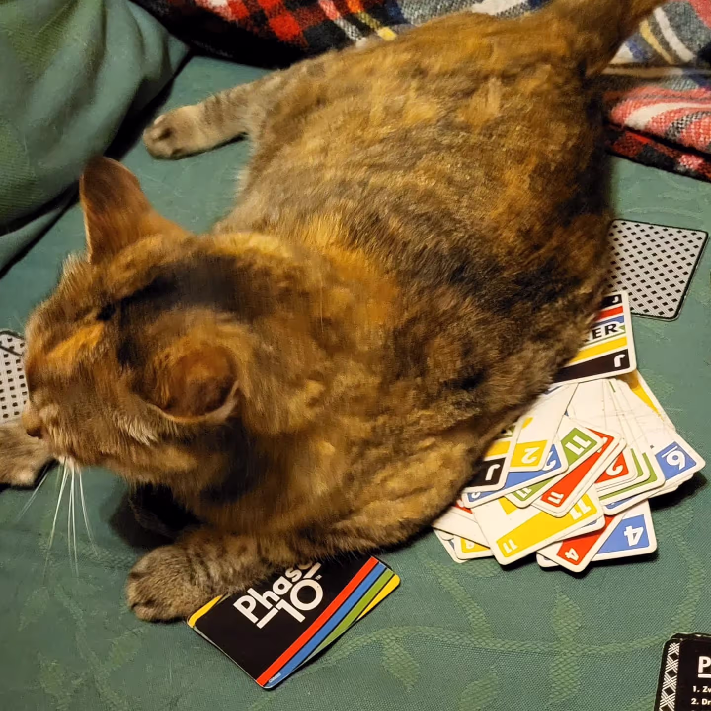 House sitting a cat in Lullin France House sitting a cat in Lullin France