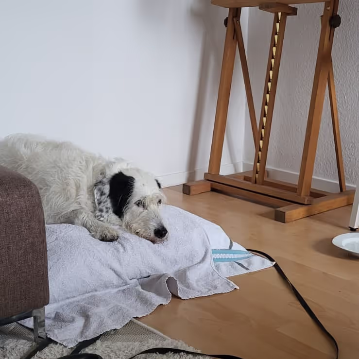 Looking after a dog in Bochum Looking after a dog in Bochum