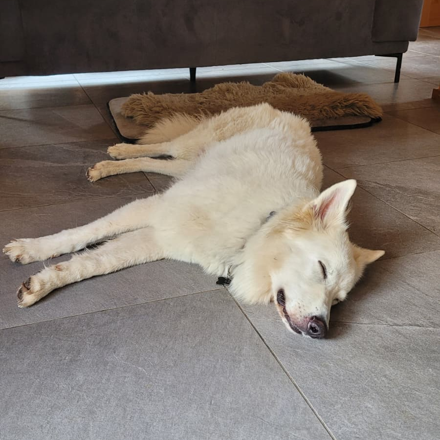 Swiss Sheppard at our Swiss housesit Swiss Sheppard at our Swiss housesit
