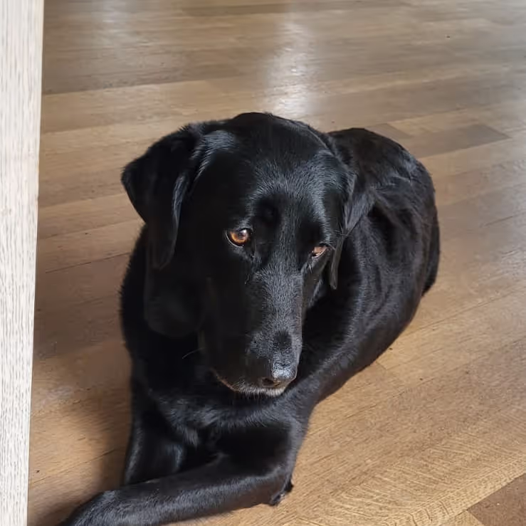 Dog sitting on floor Dog sitting on floor