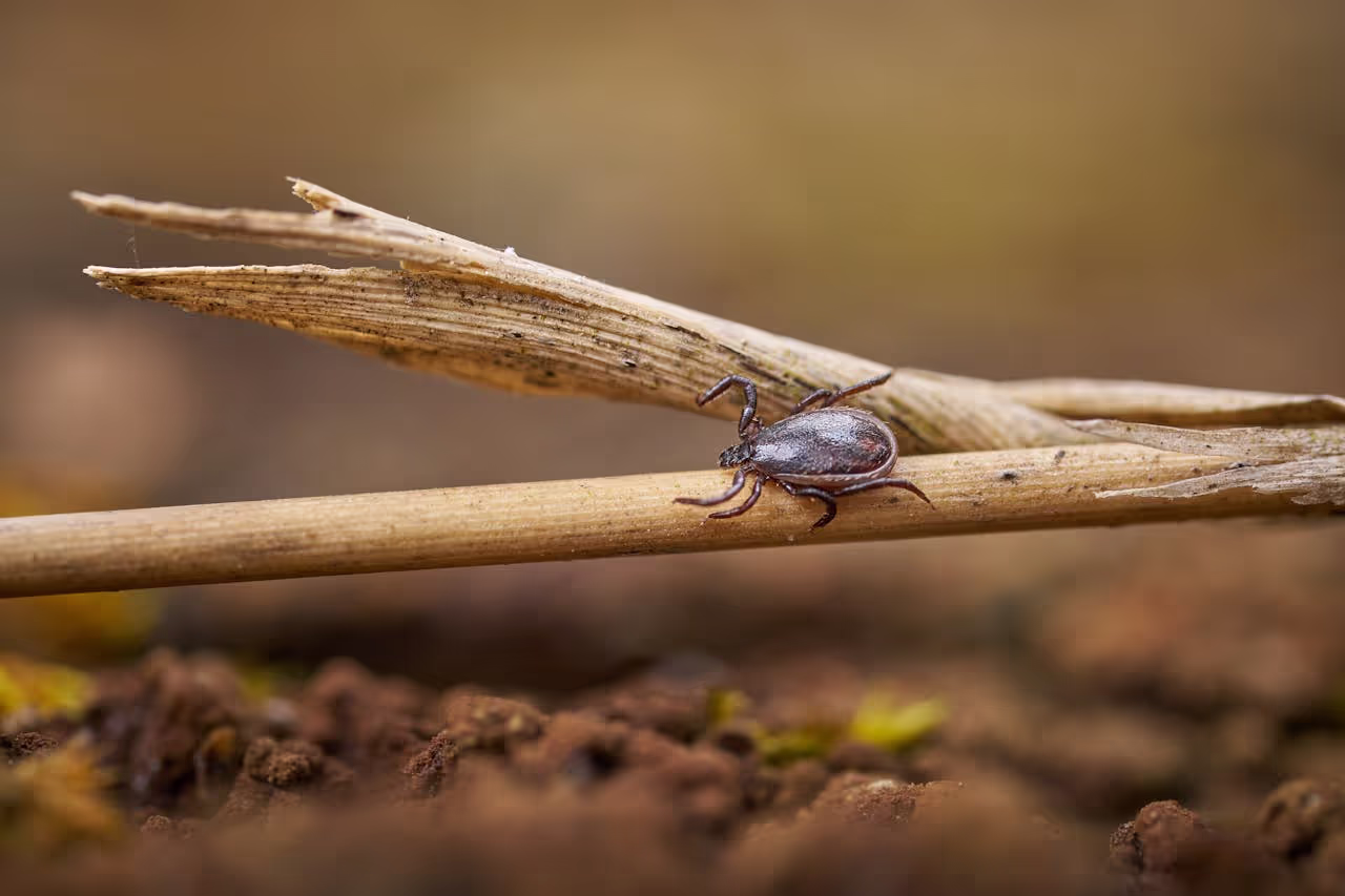 Paralysis ticks in Australia Paralysis ticks in Australia