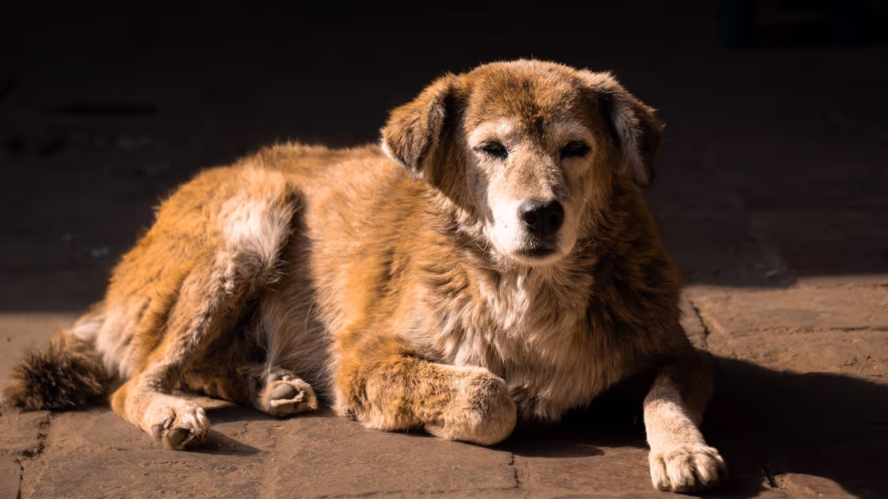 Looking after an elderly dog Looking after an elderly dog