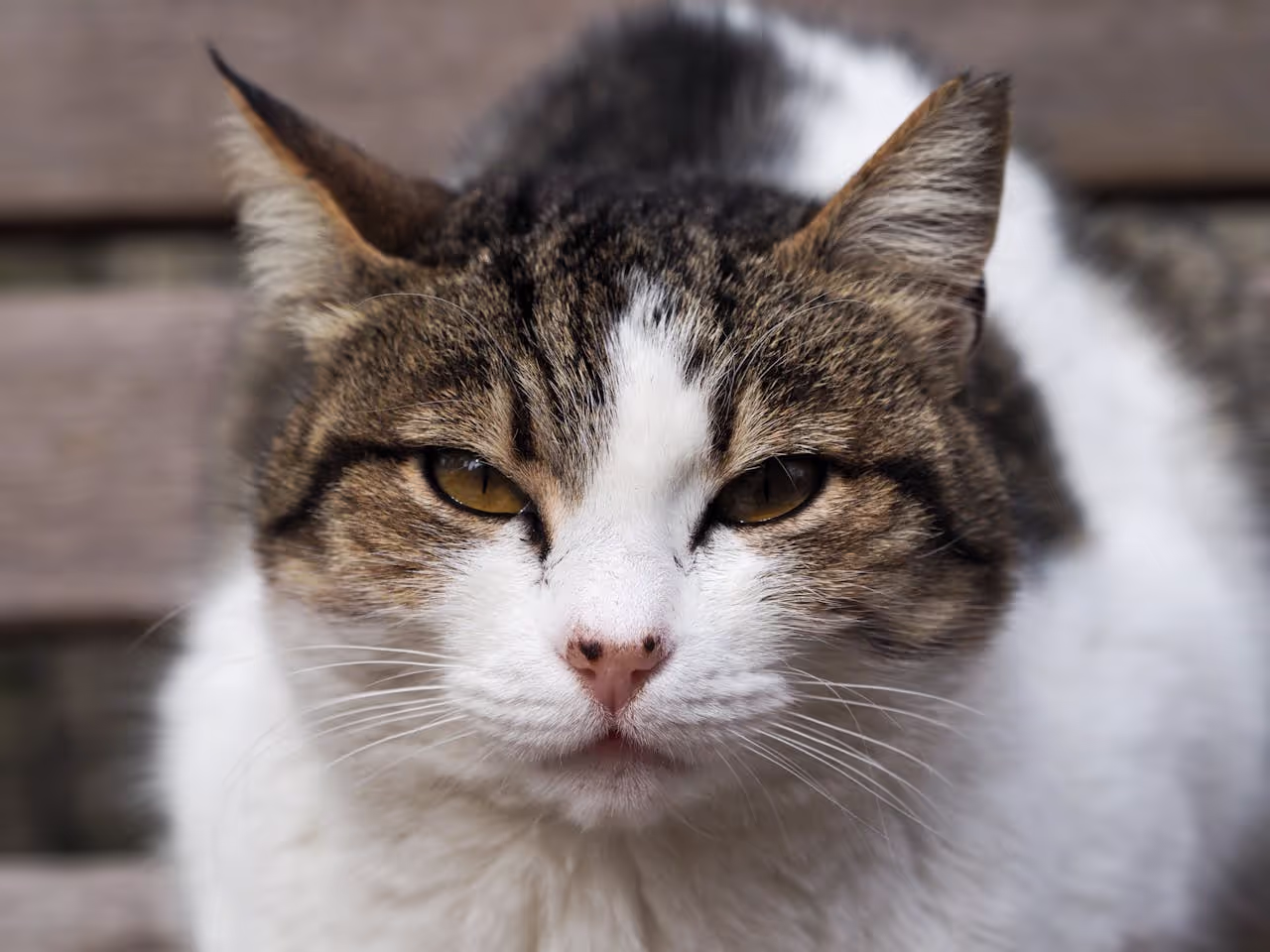Looking after an elderly cat Looking after an elderly cat