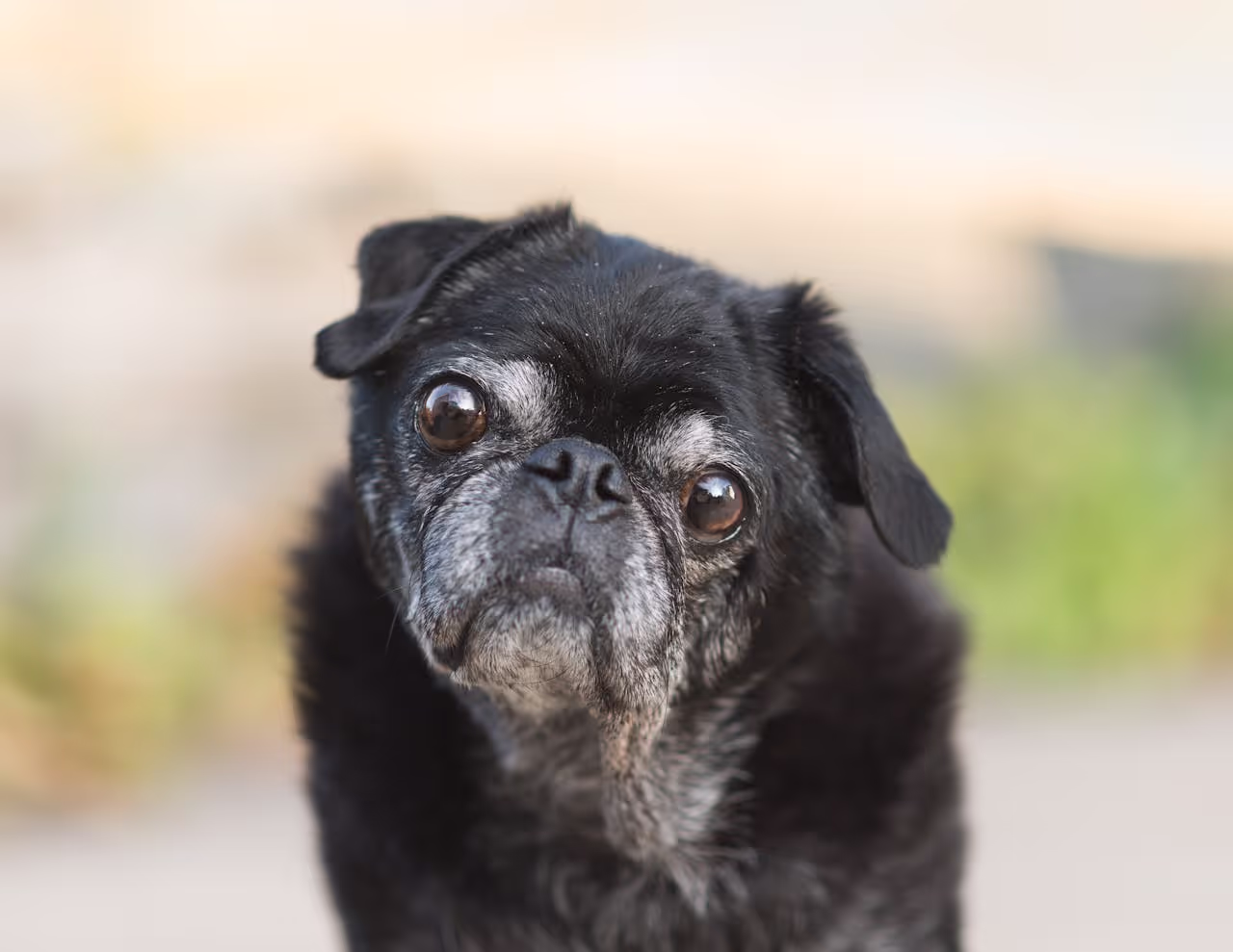 What to Do If a Pet Dies During a House Sit