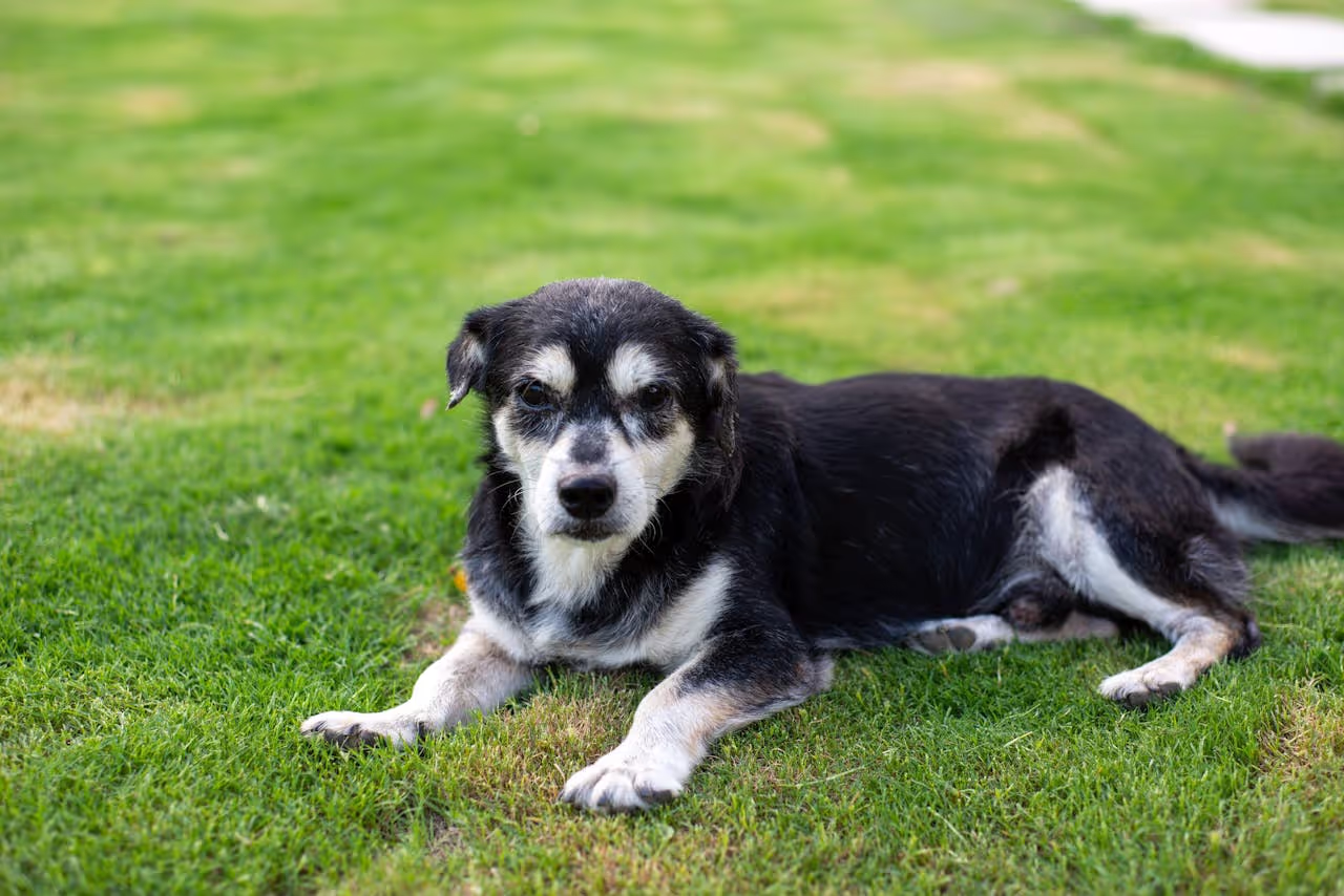 Looking after a elderly dog Looking after a elderly dog