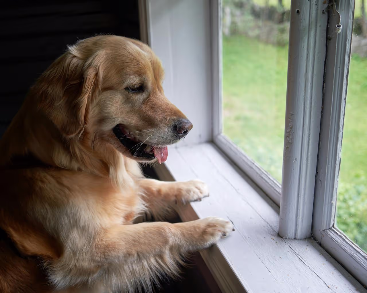 Dog waiting at the window waiting for the house sitters to come back