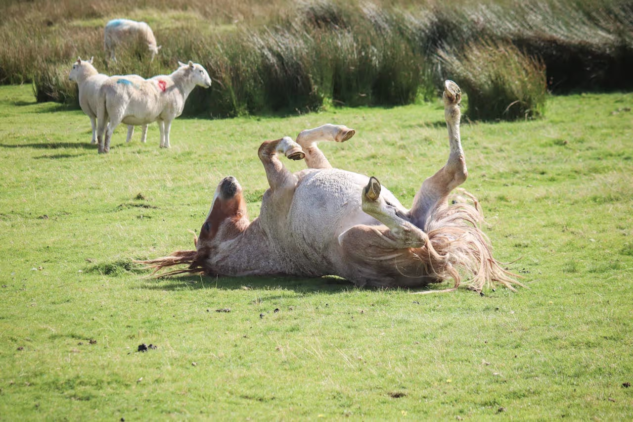 Sick horse laying in the grass