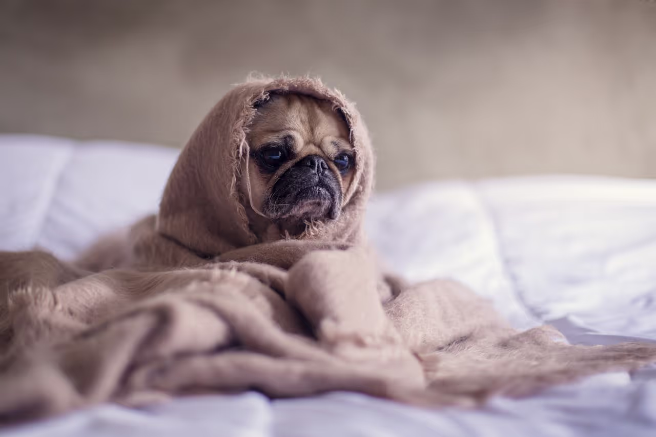 Sick dog in a blanket