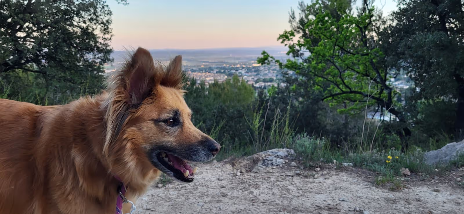 Dog being walked in the french hills during our house sit