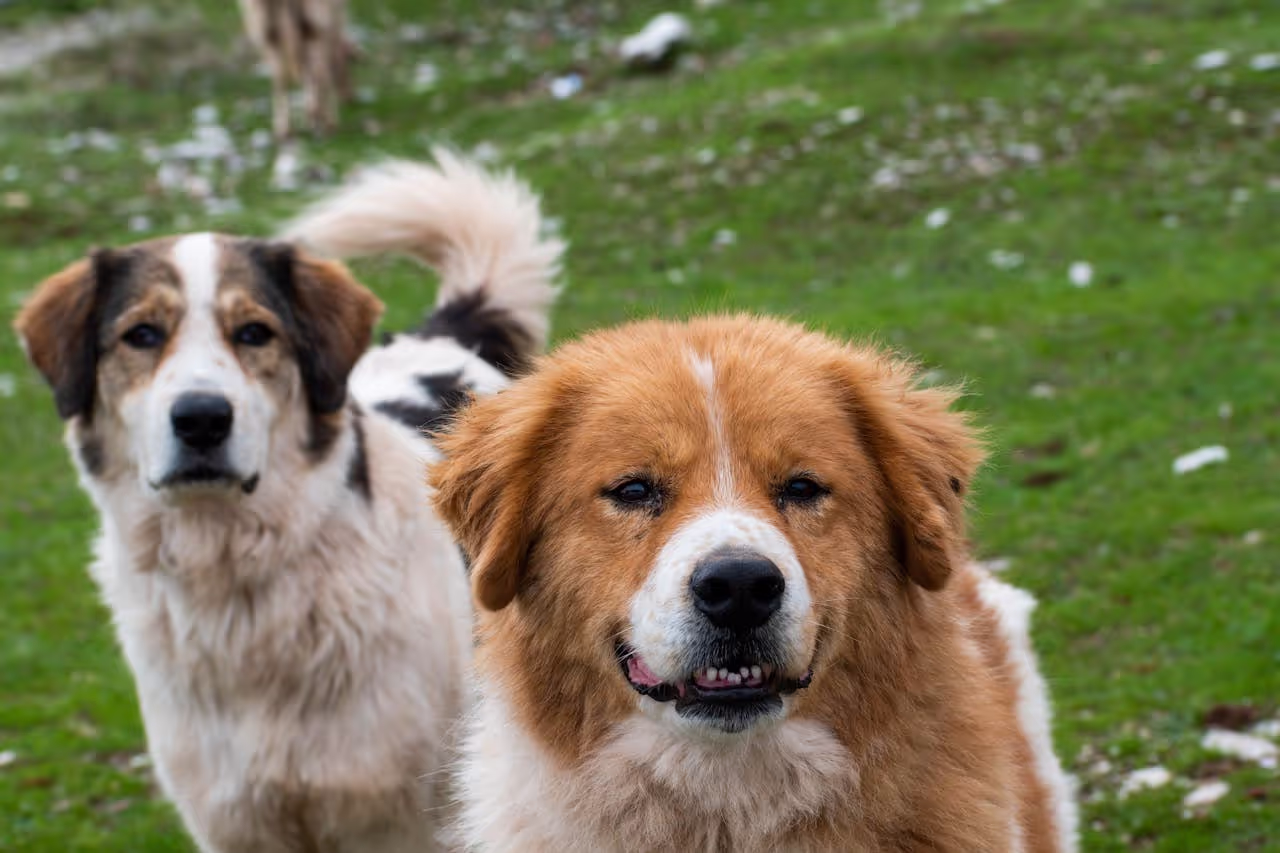 happy dogs out on a walk