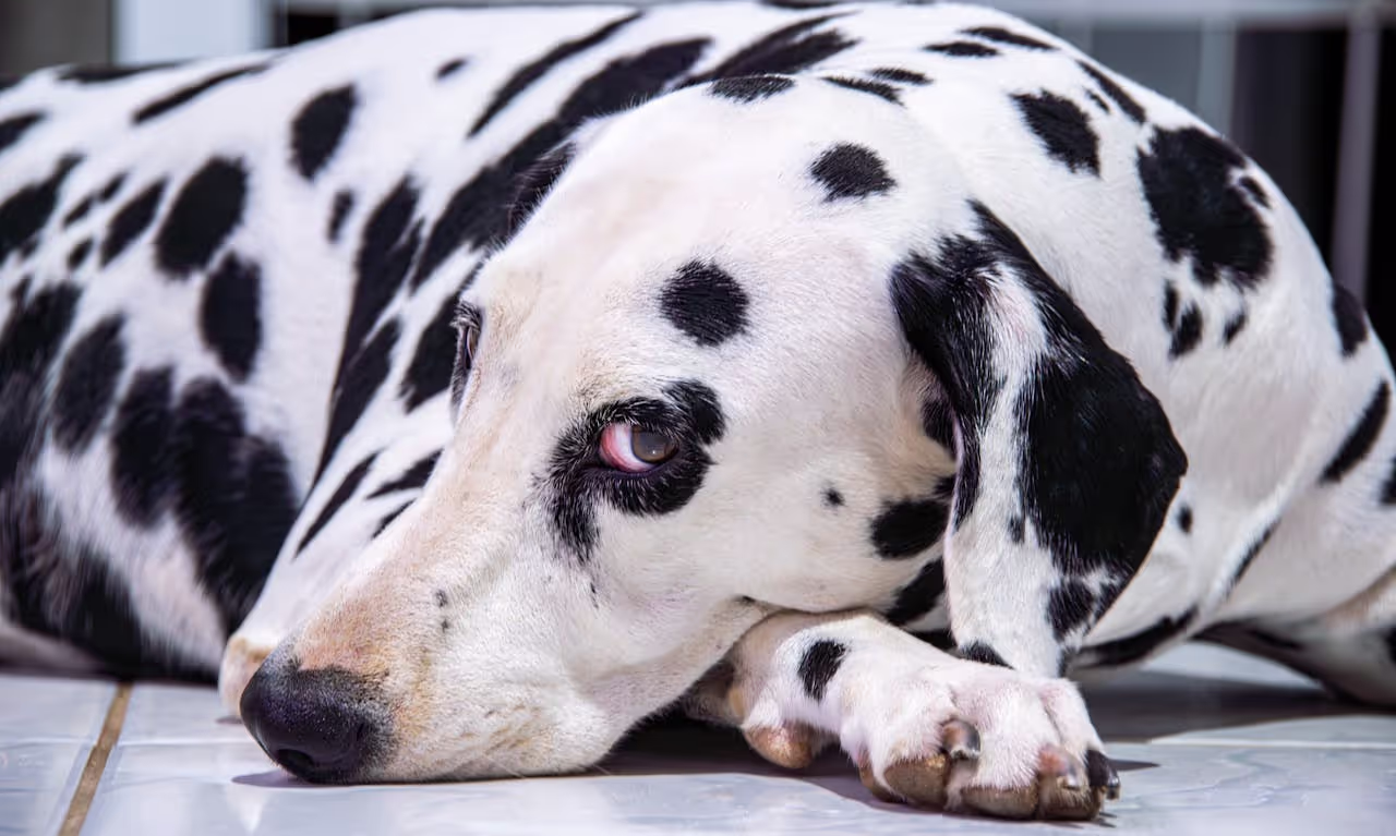 Relaxed dog laying on the ground