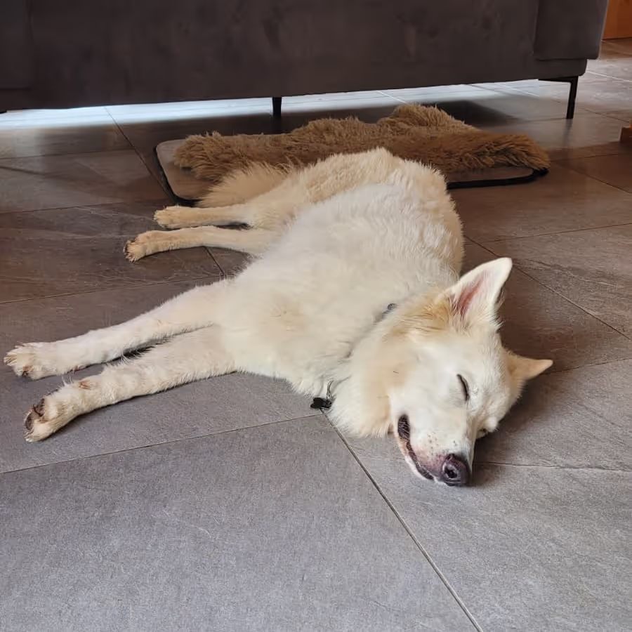 Swiss Sheppard laying on the ground of our swiss house sit