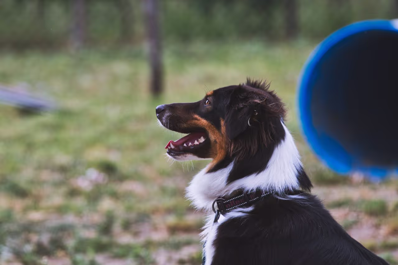 Dog training 