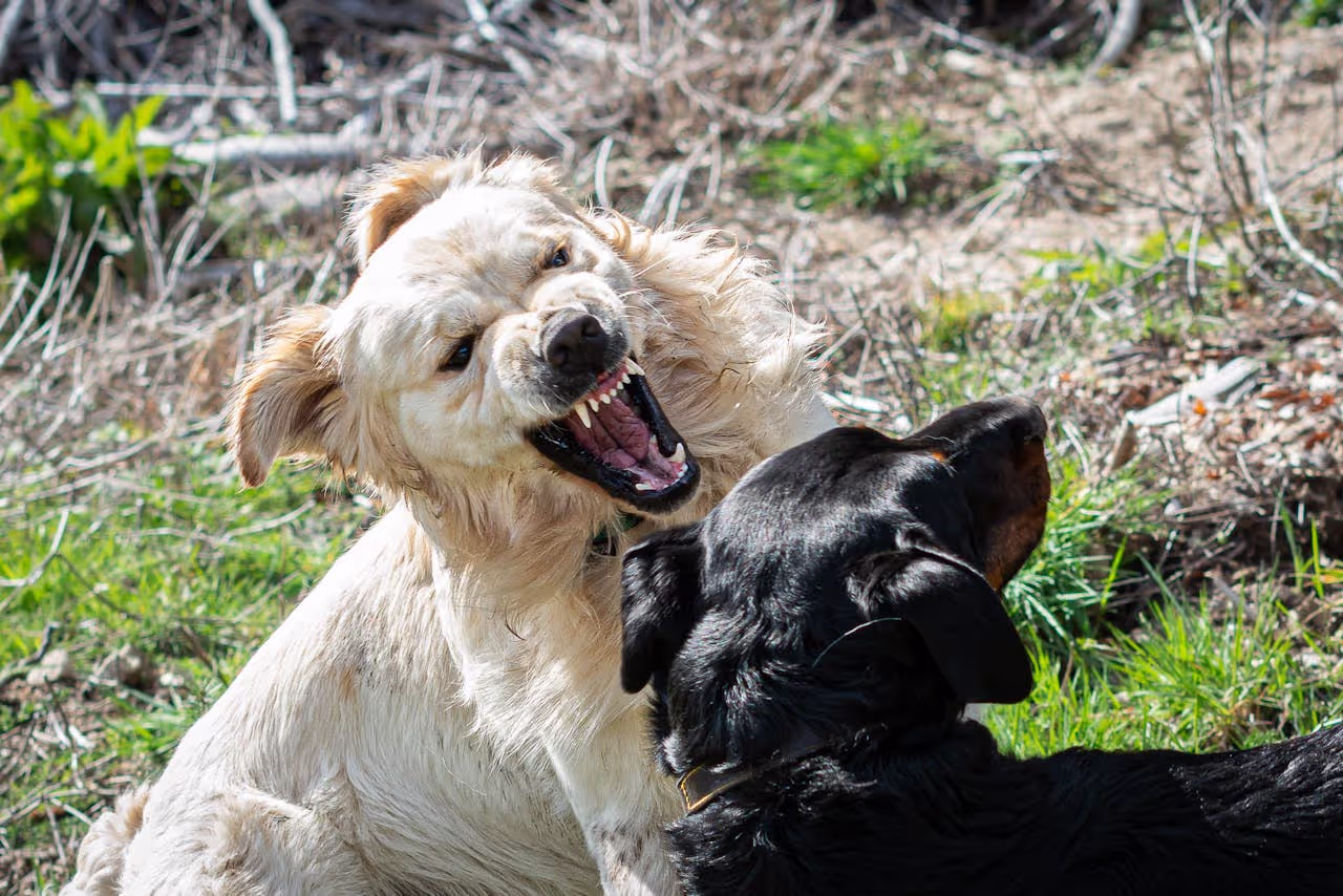 Reactive dogs 