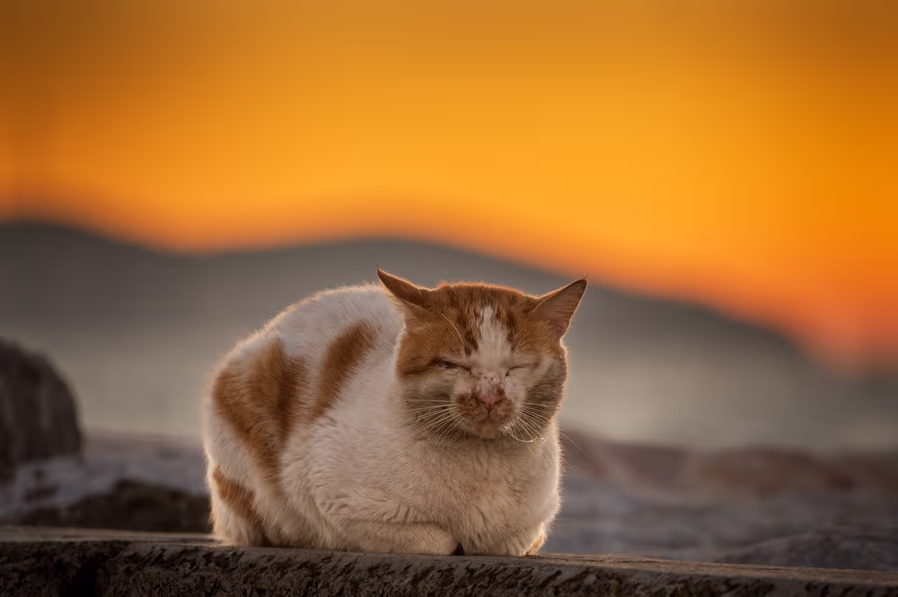 Old Cat Old Cat