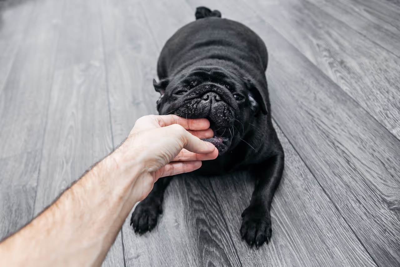 Dog play biting Dog play biting