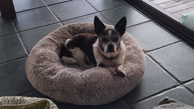Elderly Chihuahua, that we looked after during our house sit in Lismore Elderly Chihuahua, that we looked after during our house sit in Lismore