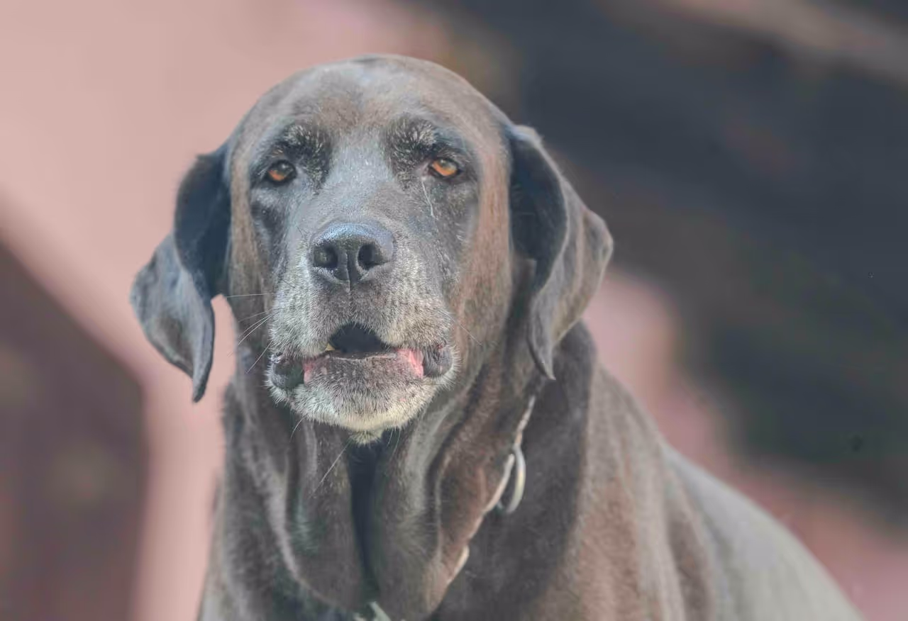 An old dog An old dog
