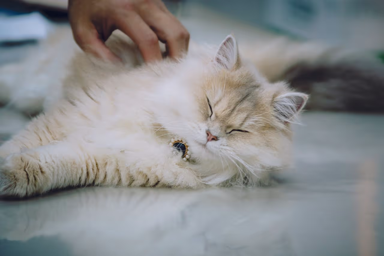Pet cat being petted by a house sitter during a split sit Pet cat being petted by a house sitter during a split sit