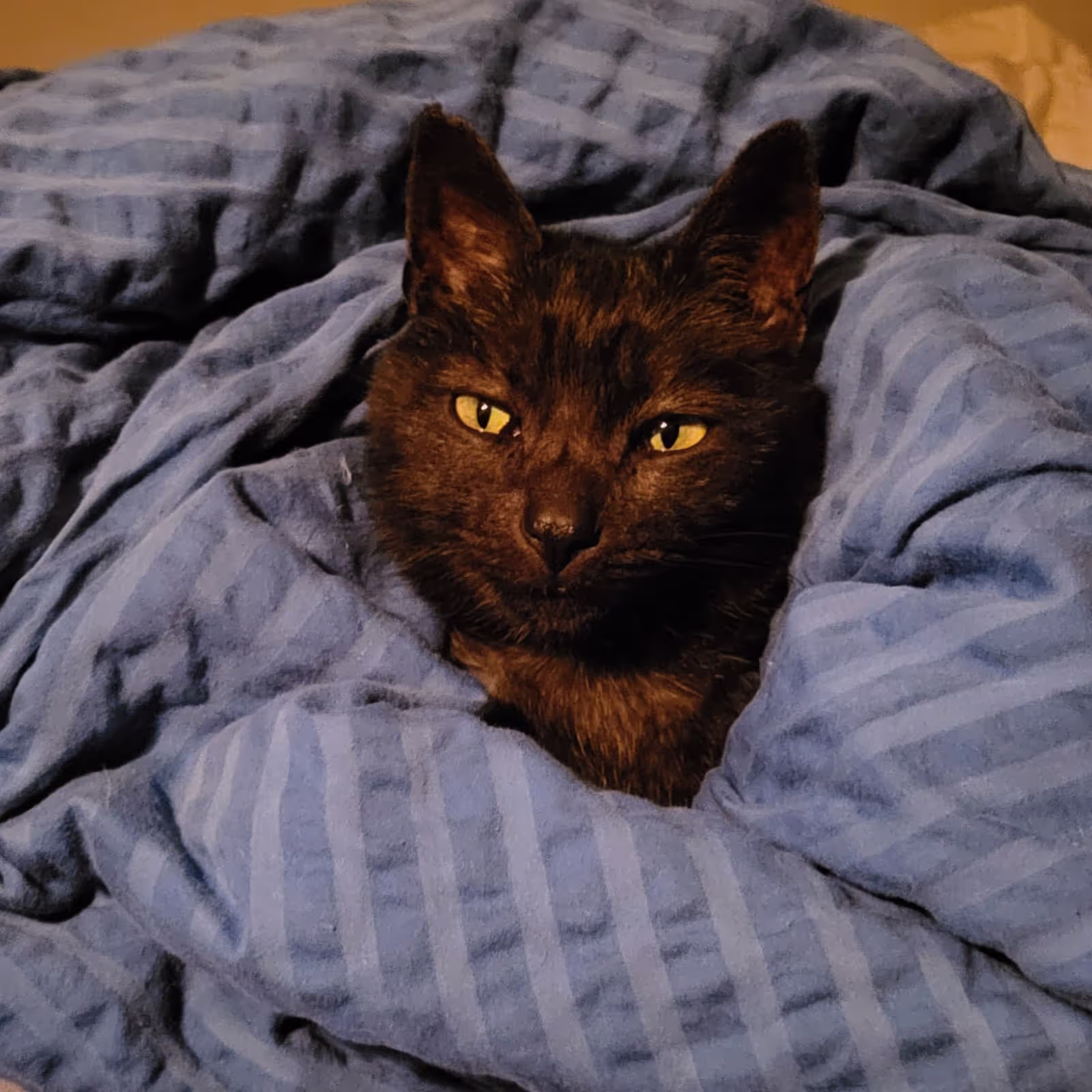 Cat in a blanket at our friends place in Switzerland Cat in a blanket at our friends place in Switzerland