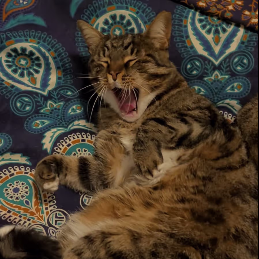 Cat yawning during our house sit in France Cat yawning during our house sit in France
