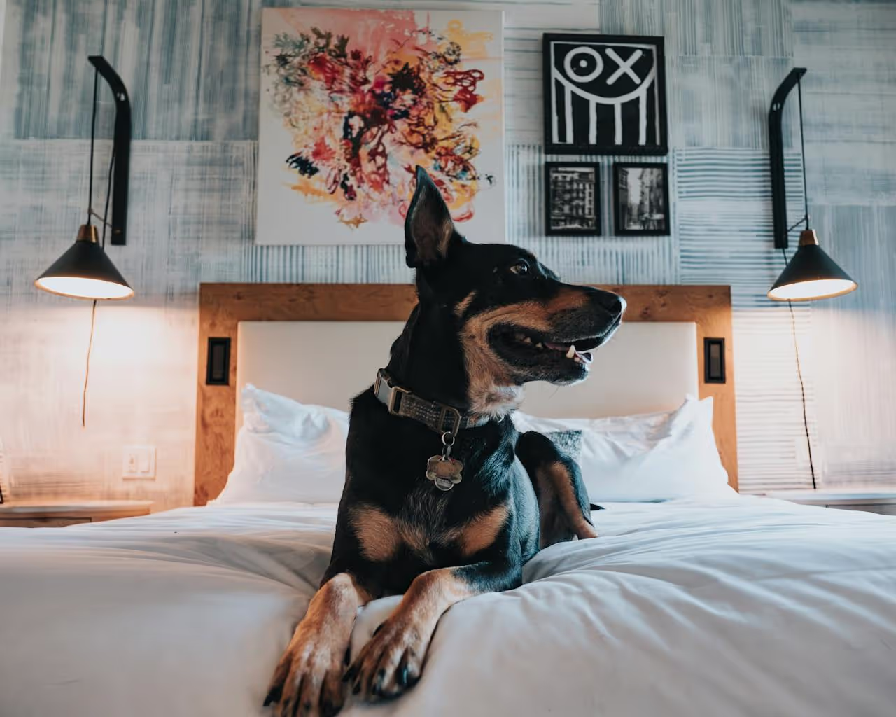 A dog in a bed A dog in a bed