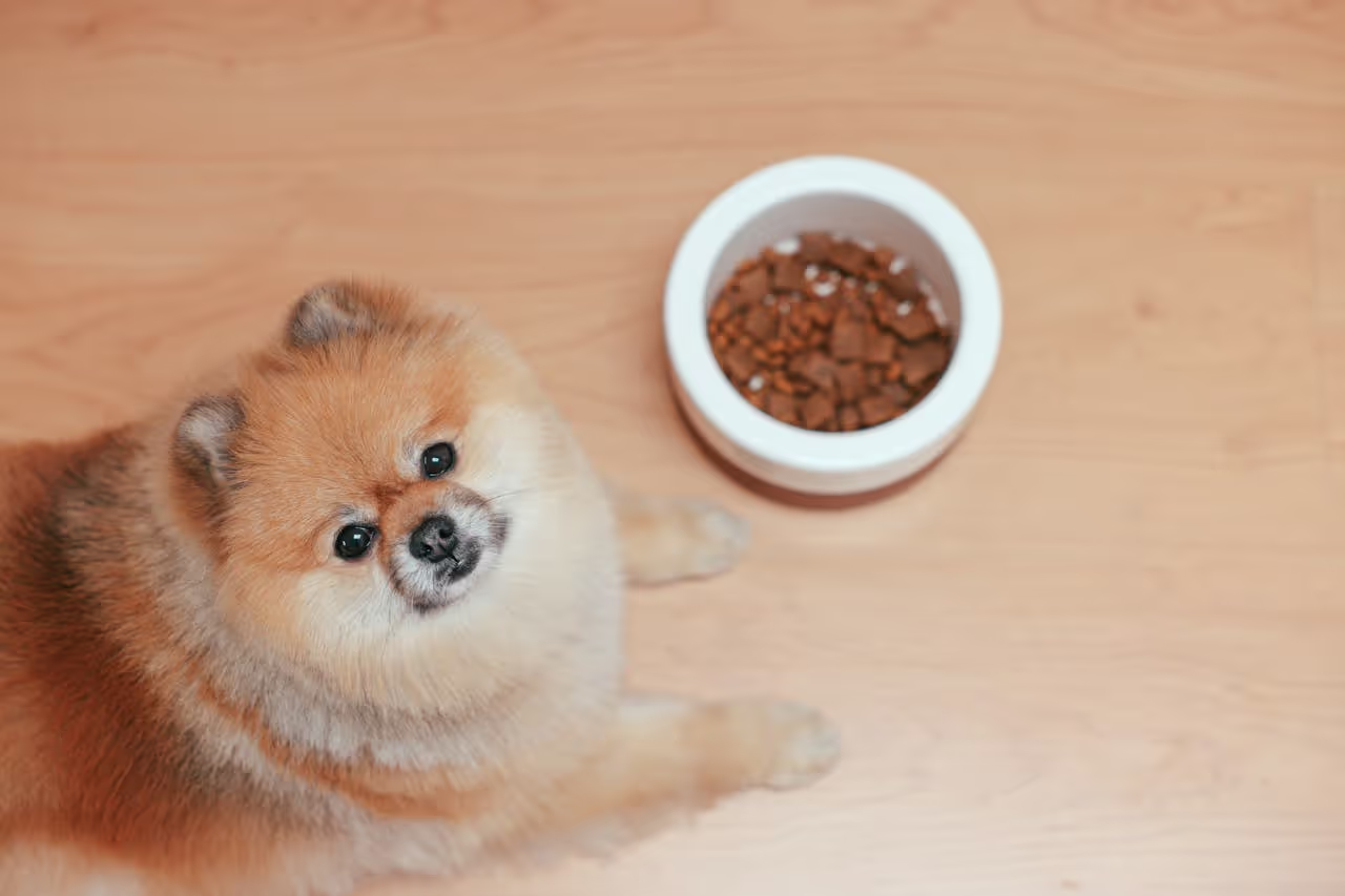 Dog being protective over its food Dog being protective over its food