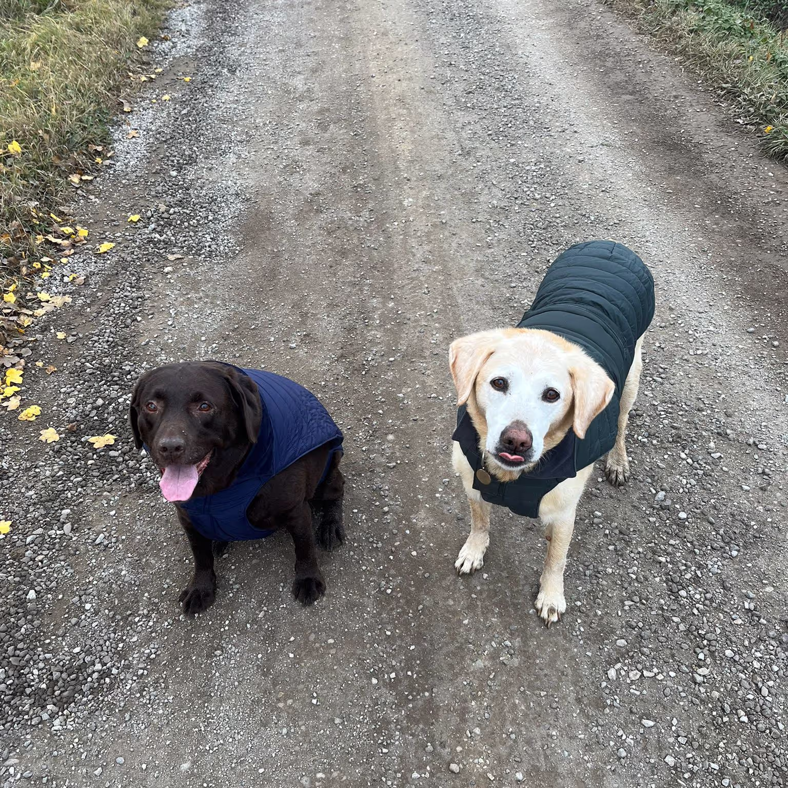 2 Labradors on a walk in Cortona 2 Labradors on a walk in Cortona