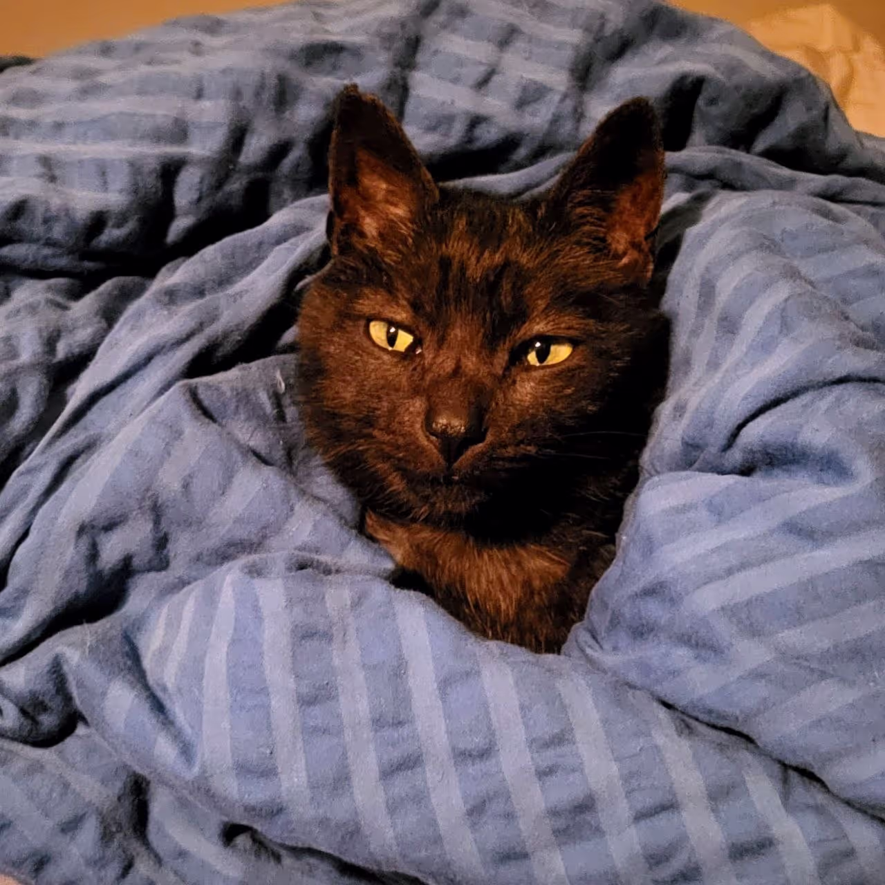 Cat laying in a blanket at a friends house in Switzerland Cat laying in a blanket at a friends house in Switzerland