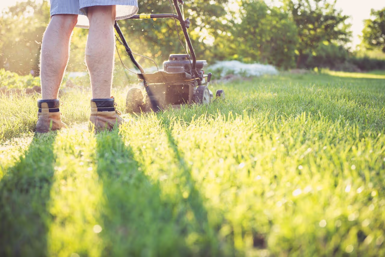 mowing the lawn on a house sit