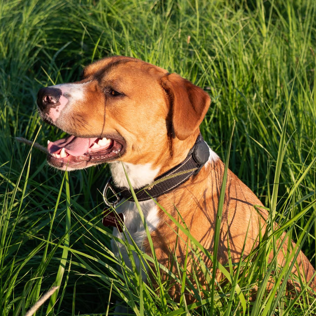 Dog with a GPS tracker Dog with a GPS tracker