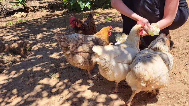 Feeding time for the chickens