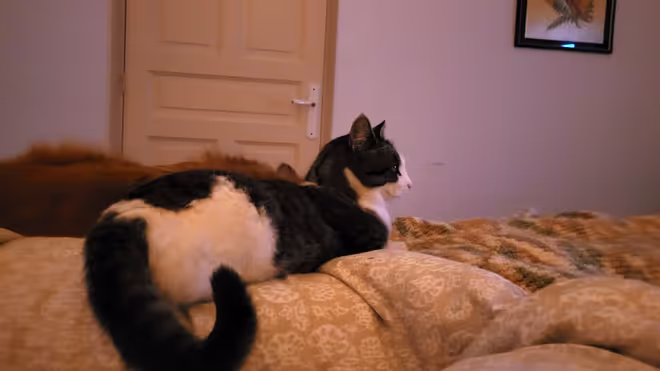 Gabby the cat laying on the bed during our house sit in France