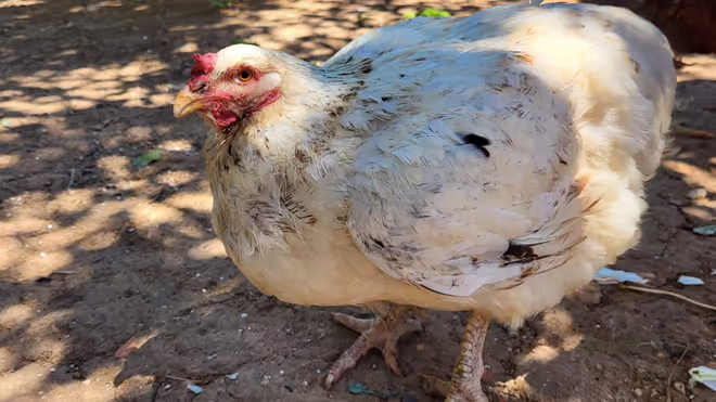 Kiwi the chicken from our house sit in Portugal