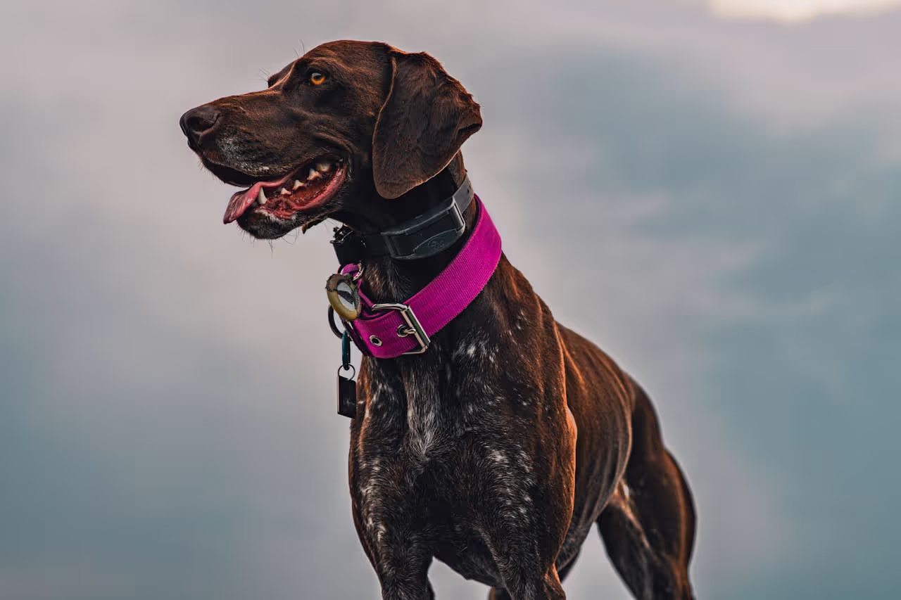 Dog with a GPS Tracker Dog with a GPS Tracker