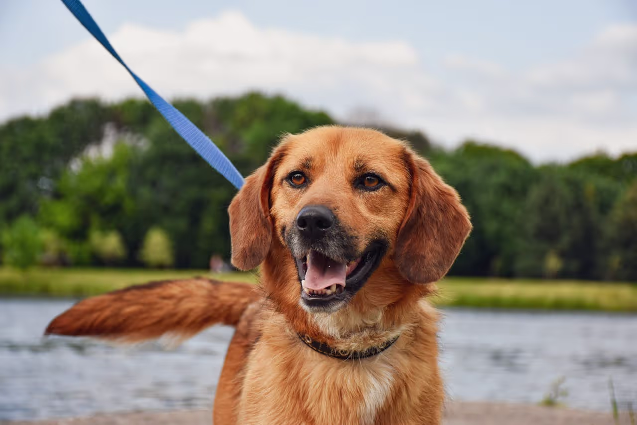 Dog on a leash Dog on a leash