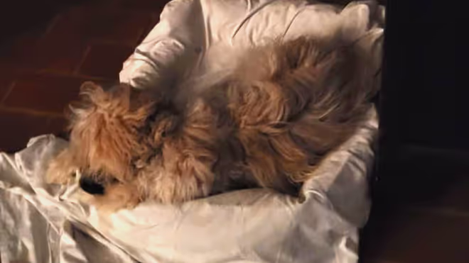 The dog in Portugal sleeping without barking