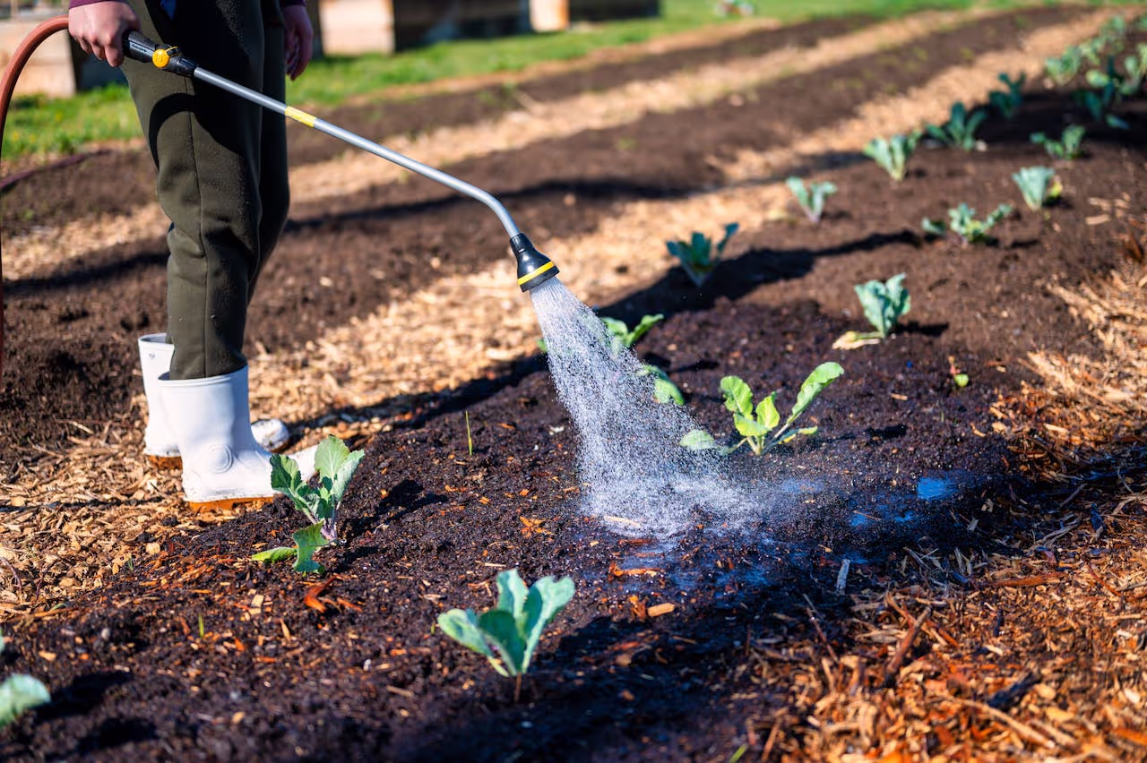 Watering the garden vegetables