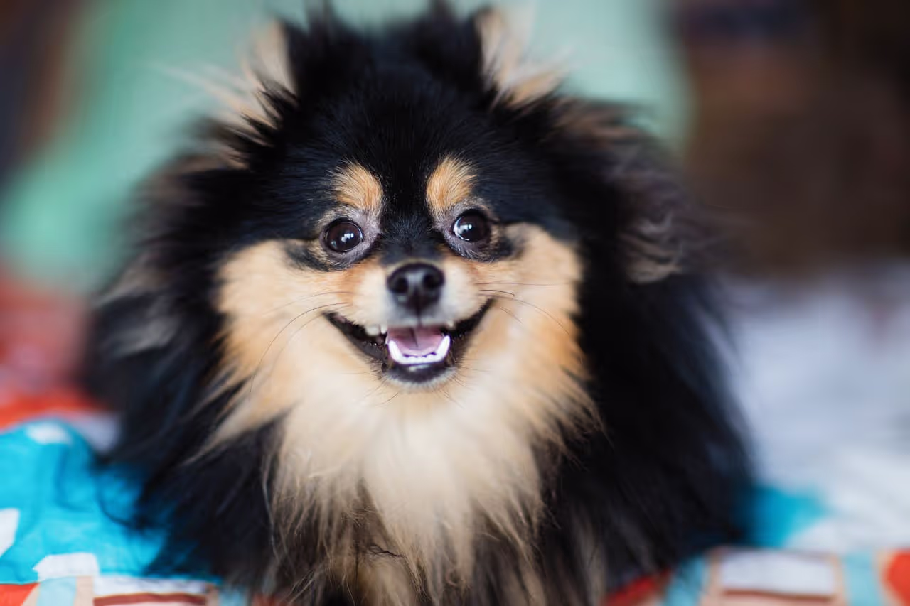 Pomeranian Dog Pomeranian Dog