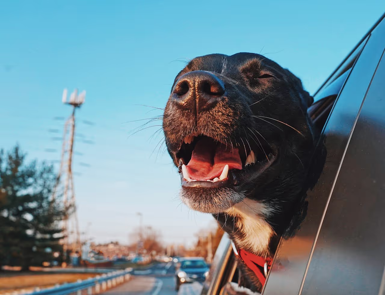 A happy dog sticking its head out of a car window A happy dog sticking its head out of a car window